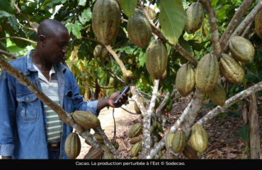 Cacao: les changements climatiques font chuter les rendements à l’ Est