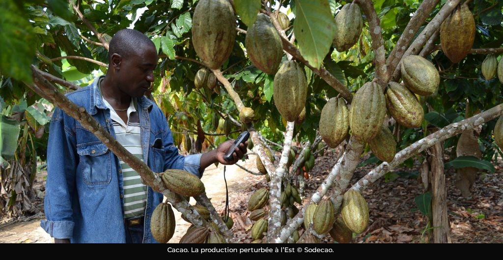 Cacao : les changements climatiques fait chuter les rendements à l’Est