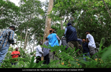 Agriculture d&rsquo;exportation : une chute de 6,3 % en 2025 au Cameroun