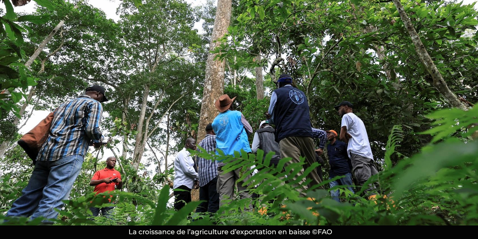 Agriculture d&rsquo;exportation : une chute de 6,3 % en 2025 au Cameroun