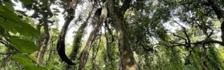 Les forêts sacrées perdues dans l'Ouest-Cameroun