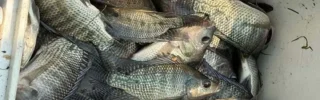 Consommation du poisson importé au Cameroun