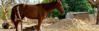 élevage des chevaux et les agriculteurs